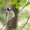chinese bulbul