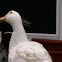 pekin duck