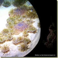 upside-down jellyfish tank at the California Academy of Sciences Steinhart Aquarium
