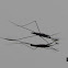 Water Strider