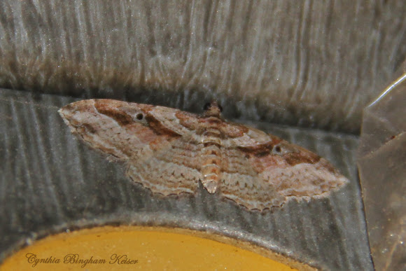 Spotting Image 1