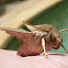 Hawkmoth