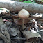 Liberty cap