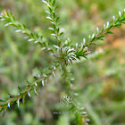 Fynbos