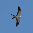 Swallow-tailed Kite