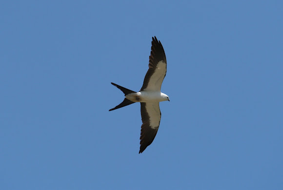 Spotting Image 1