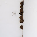 Common House Martin