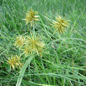 Nutsedge