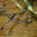 Great Blue Skimmer dragonfly (female, oviposition, in flight)