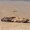 Australian fur seal