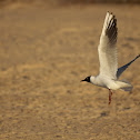 Black-headed Gull