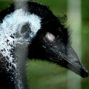 Emu