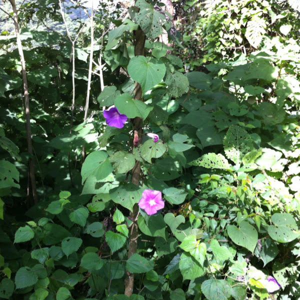 Tumba Vaqueros, QuiebraCajete, Morning Glory Project Noah