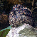 Lyre-tailed Nightjar