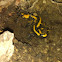 Feuersalamander