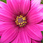 Cape marguerite, Van Staden's River daisy, Sundays River daisy, White daisy bush, Blue-and-white daisy bush, Star of the Veldt