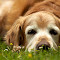C:\Documents and Settings\john.crongeyer\My Documents\My Pictures\IMG_2913.jpg