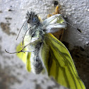 Green-veined White