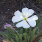 Unknown spotting