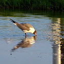 Gull