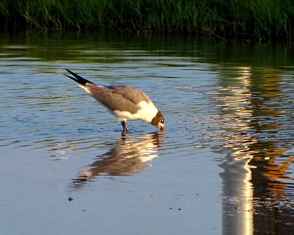 Spotting Image 1
