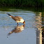 Gull