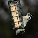 Downy Woodpecker