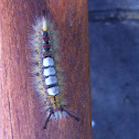 Western tussock moth