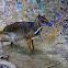 Mouse deer