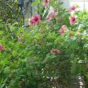 Purple Allamanda