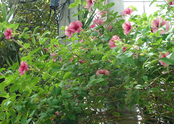 Spotting Image 1