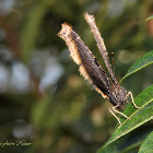 Mourning Cloak