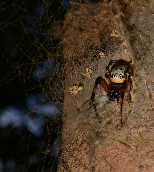 Hermit Spider (female) Project Noah