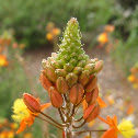 Cape Balsam (Tiny Tangerine)