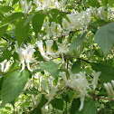 Japanese Honeysuckle