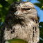 Tawny Frogmouth