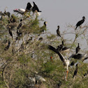 Great Cormorant