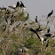 Great Cormorant