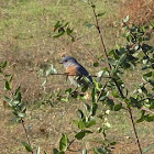 Western Bluebird