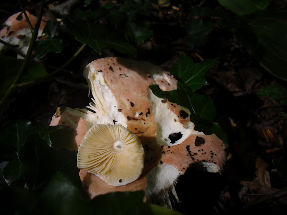 Spotting Image 1