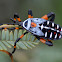 Giant Mesquite Bug Nymph
