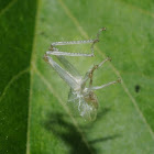 Grasshopper exuvia