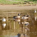 Blue-winged Teal