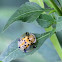 Golden tortoise beetle
