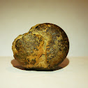Ammonite