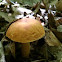 Mushroom