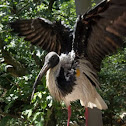 Straw-necked Ibis