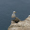 Seagull