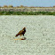 Western Marsh Harrier