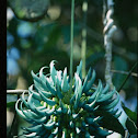 Jade vine